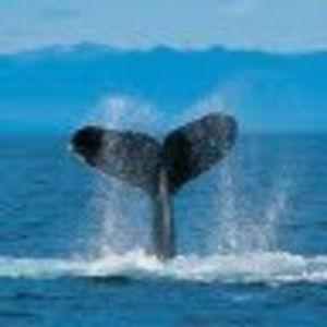 Meet your Posher, Nicholas